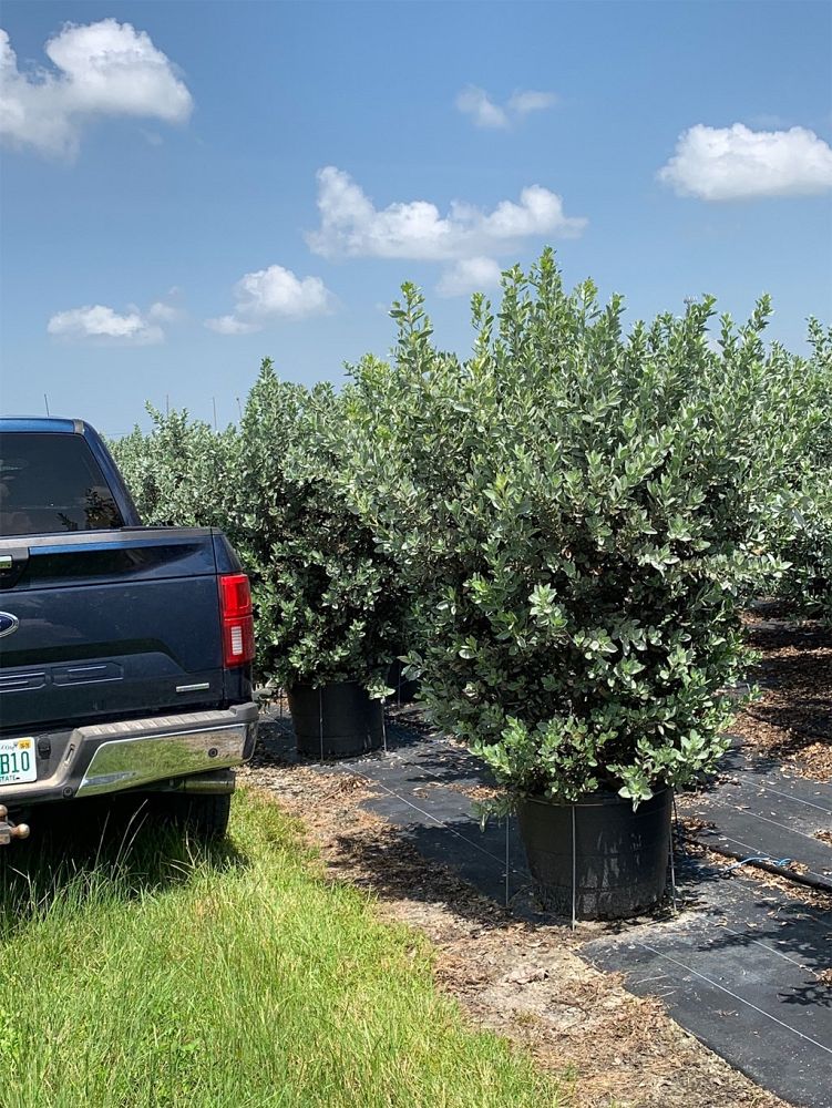 conocarpus-erectus-sericeus-silver-buttonwood