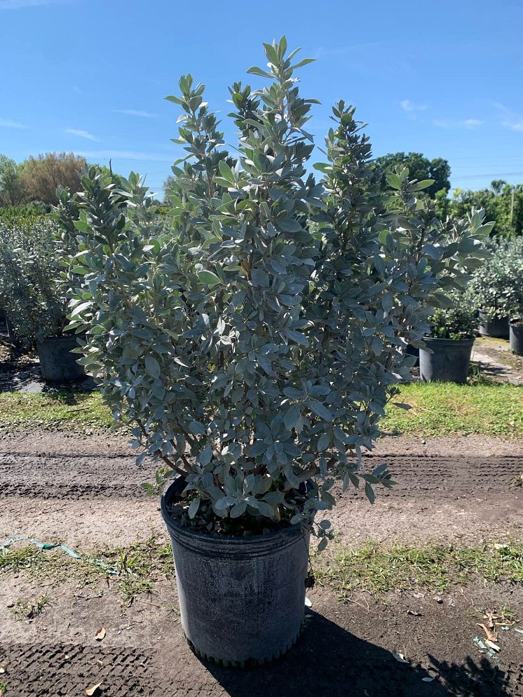 conocarpus-erectus-sericeus-silver-buttonwood