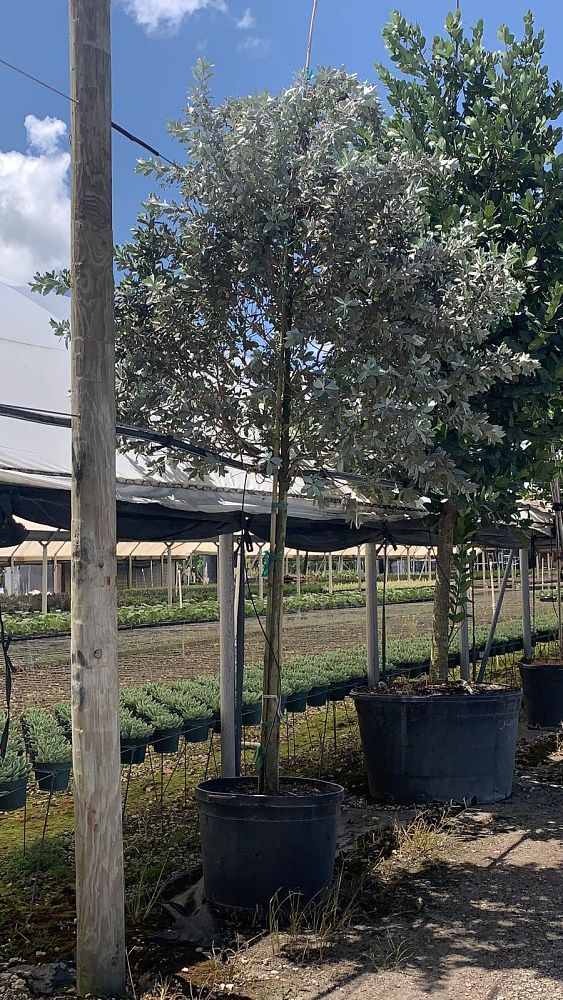 conocarpus-erectus-sericeus-silver-buttonwood