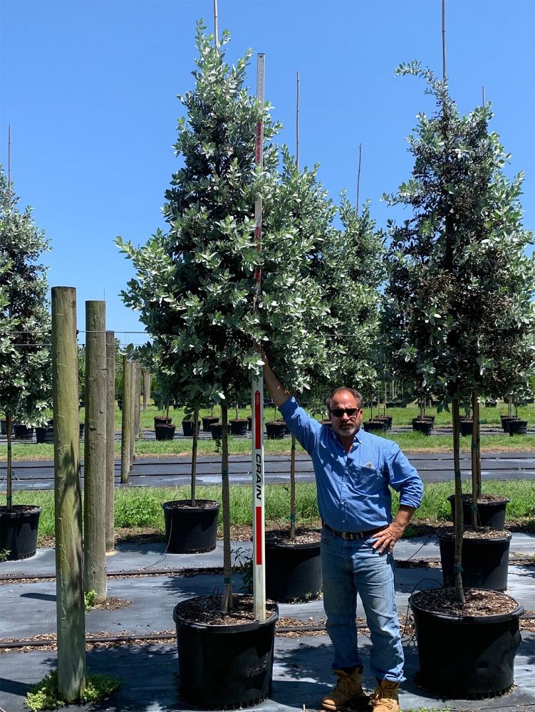 conocarpus-erectus-sericeus-silver-buttonwood