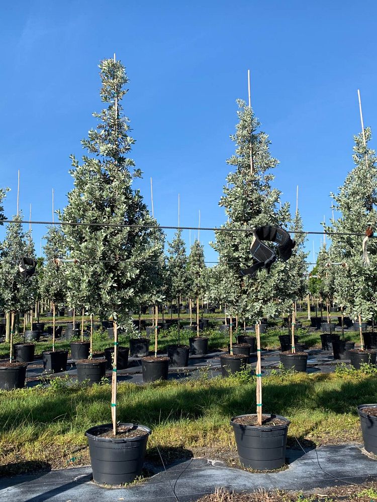 conocarpus-erectus-sericeus-silver-buttonwood