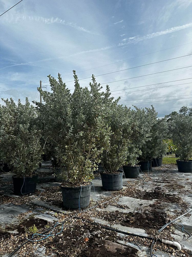 conocarpus-erectus-sericeus-silver-buttonwood