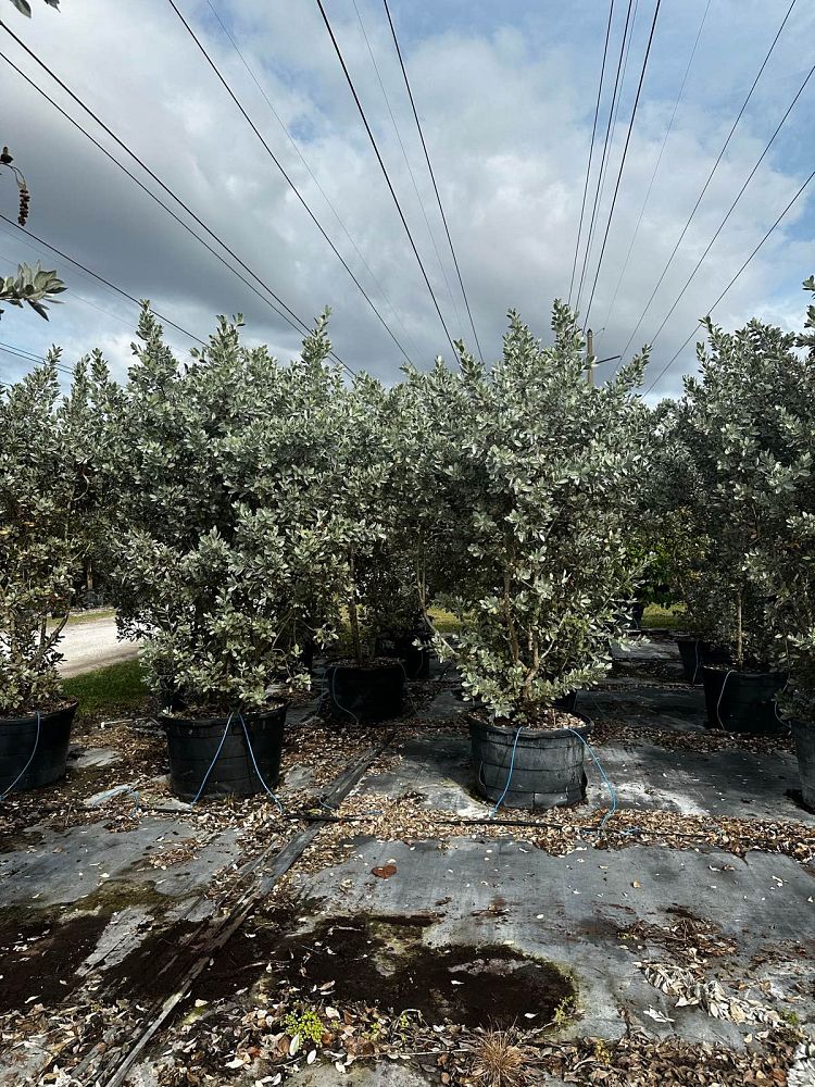 conocarpus-erectus-sericeus-silver-buttonwood
