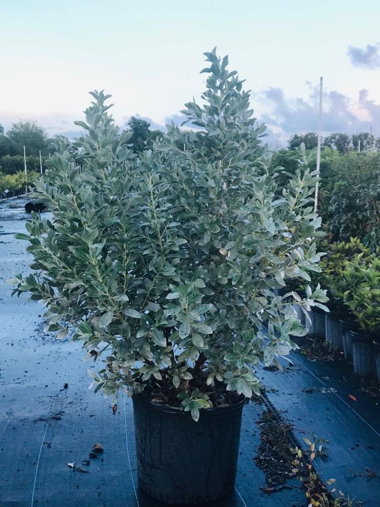 conocarpus-erectus-sericeus-silver-buttonwood