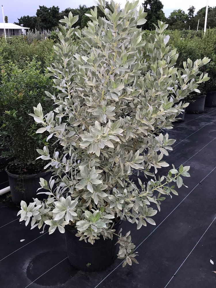 conocarpus-erectus-sericeus-silver-buttonwood