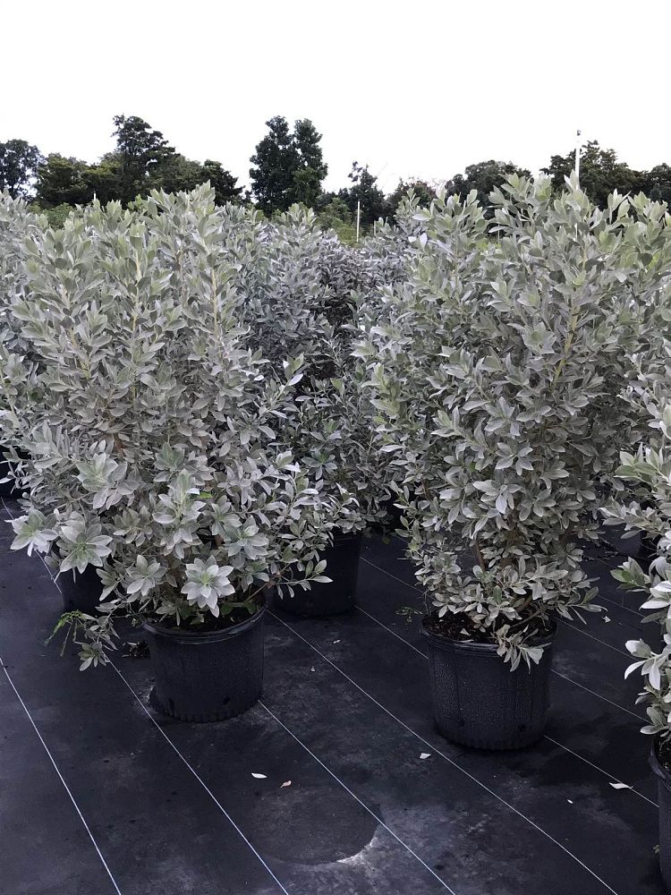 conocarpus-erectus-sericeus-silver-buttonwood