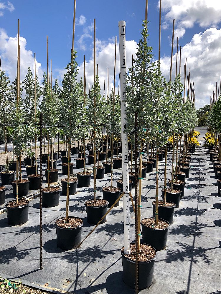 conocarpus-erectus-sericeus-silver-buttonwood