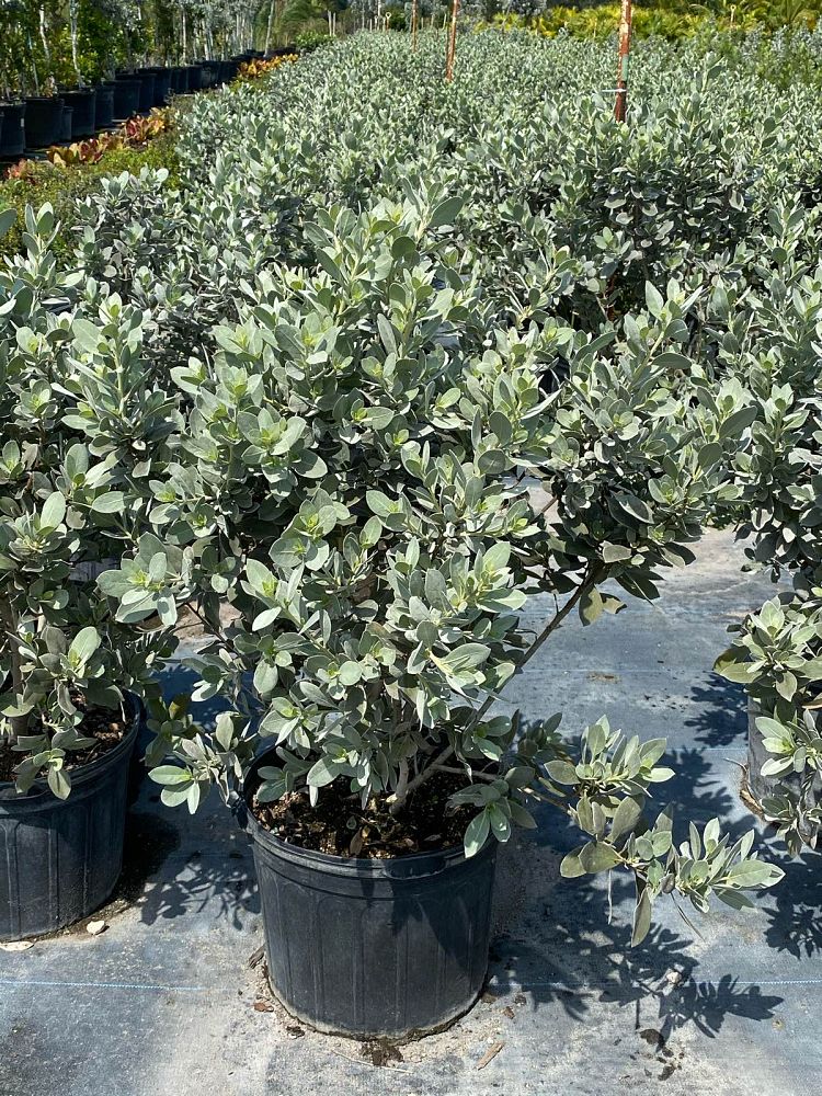 conocarpus-erectus-sericeus-silver-buttonwood
