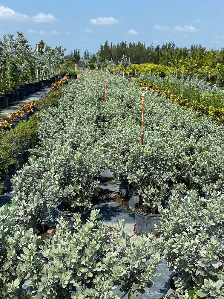 conocarpus-erectus-sericeus-silver-buttonwood