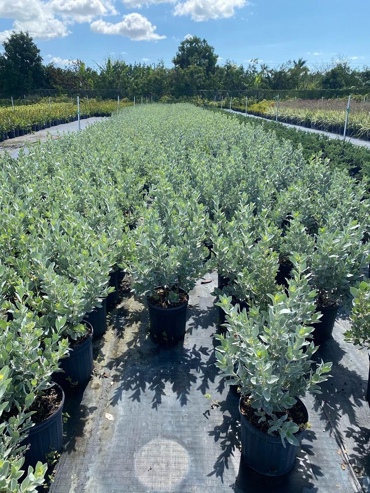conocarpus-erectus-sericeus-silver-buttonwood