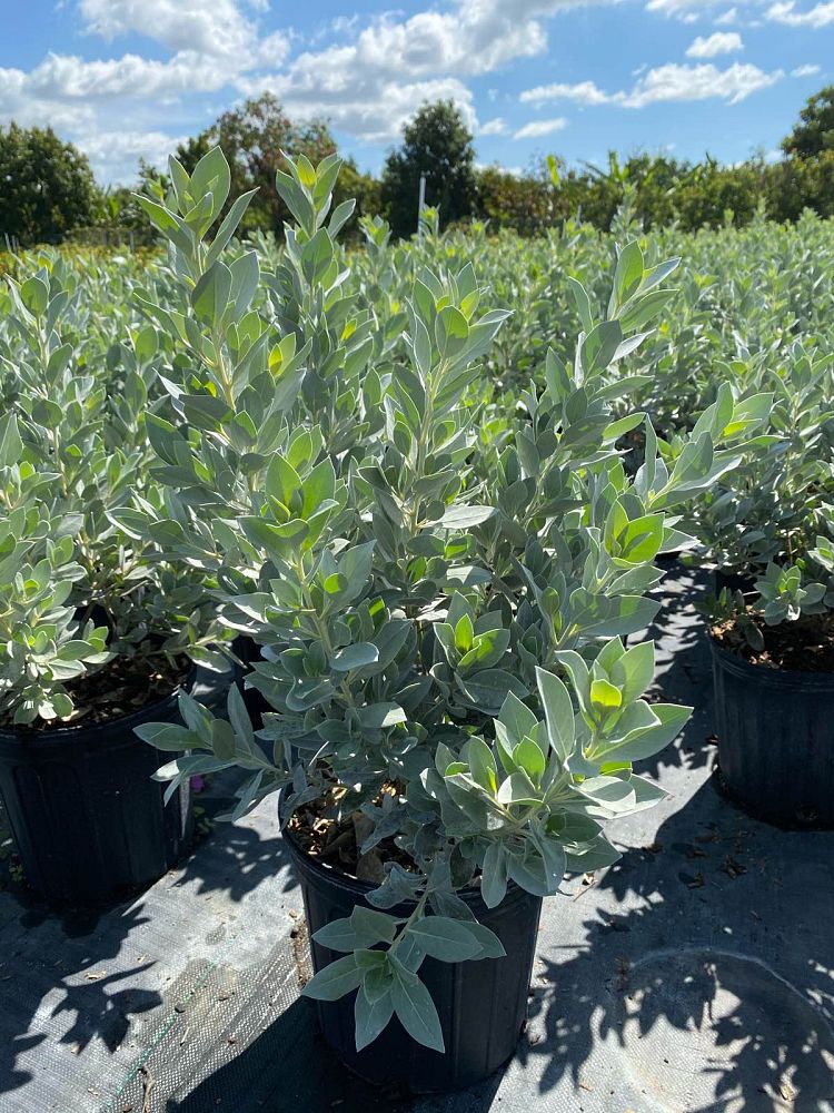 conocarpus-erectus-sericeus-silver-buttonwood