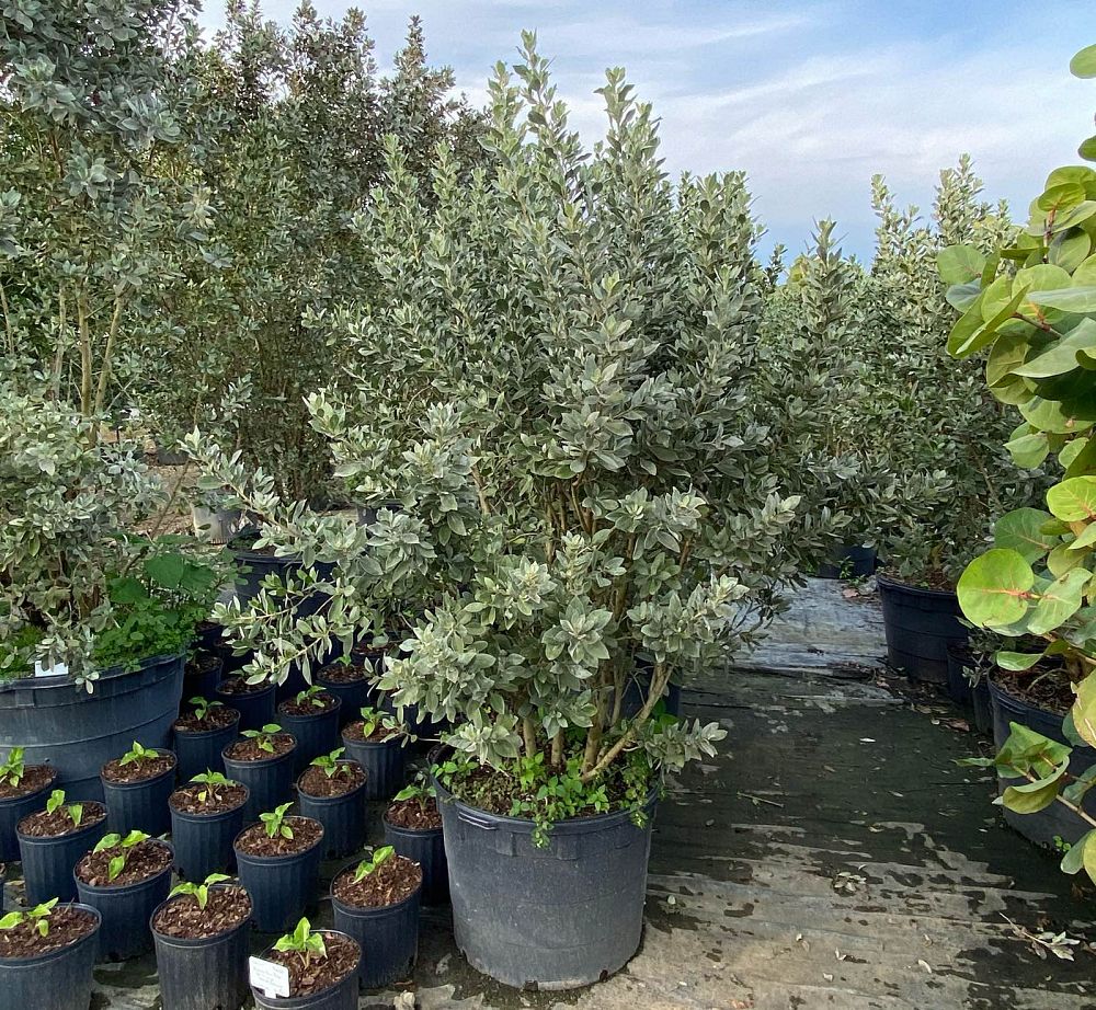 conocarpus-erectus-sericeus-silver-buttonwood