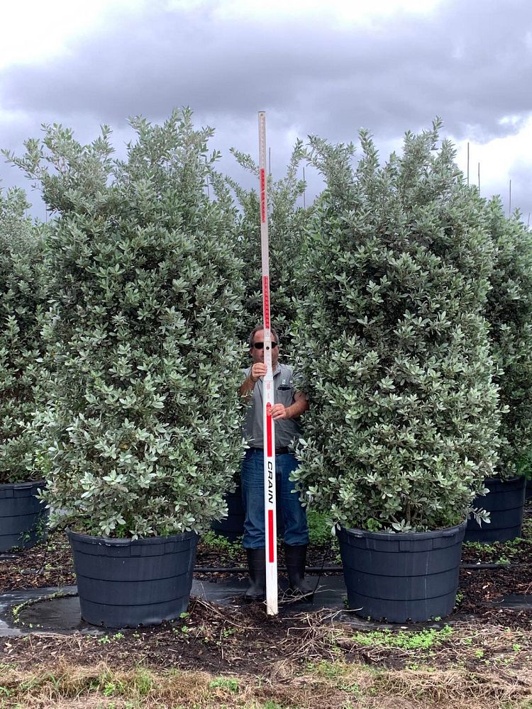 conocarpus-erectus-sericeus-silver-buttonwood