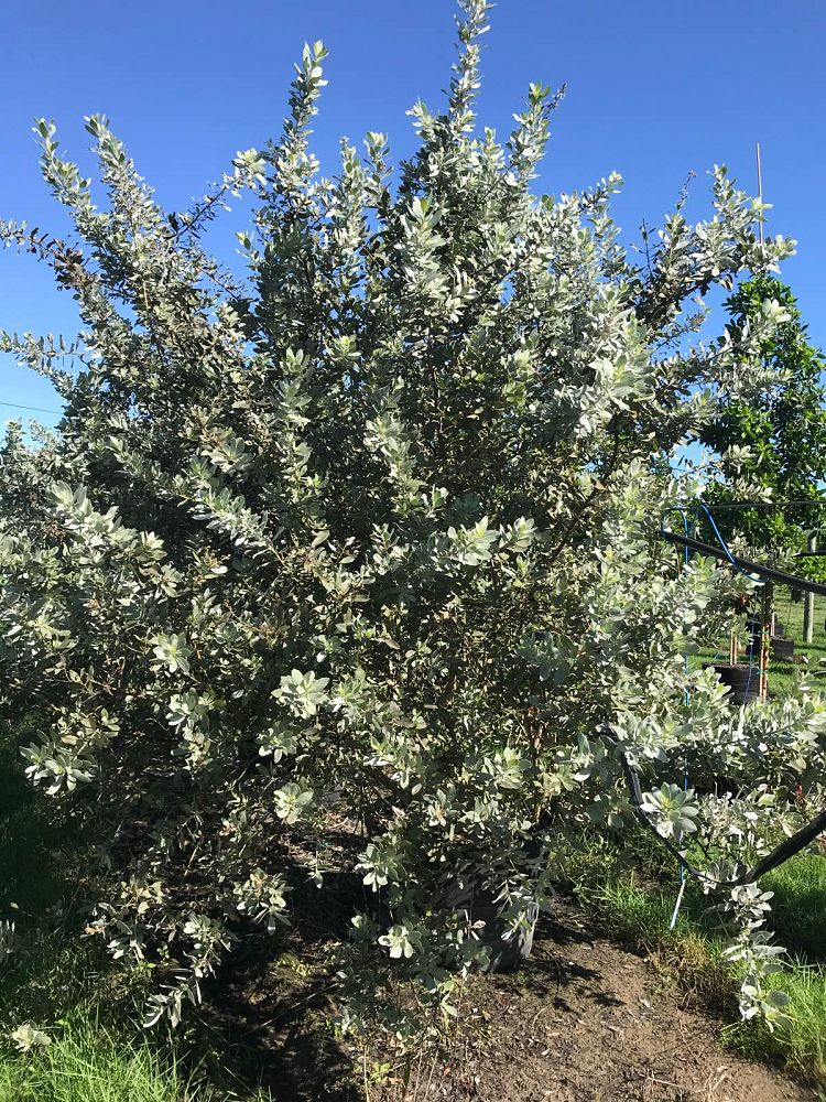 conocarpus-erectus-sericeus-silver-buttonwood