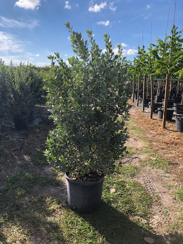 conocarpus-erectus-sericeus-silver-buttonwood