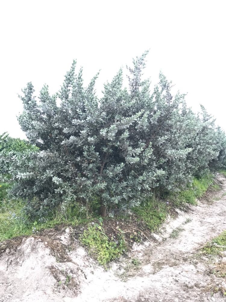 conocarpus-erectus-sericeus-silver-buttonwood