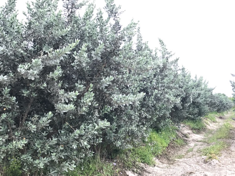 conocarpus-erectus-sericeus-silver-buttonwood