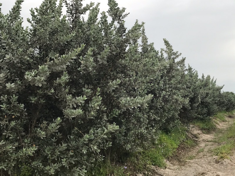 conocarpus-erectus-sericeus-silver-buttonwood