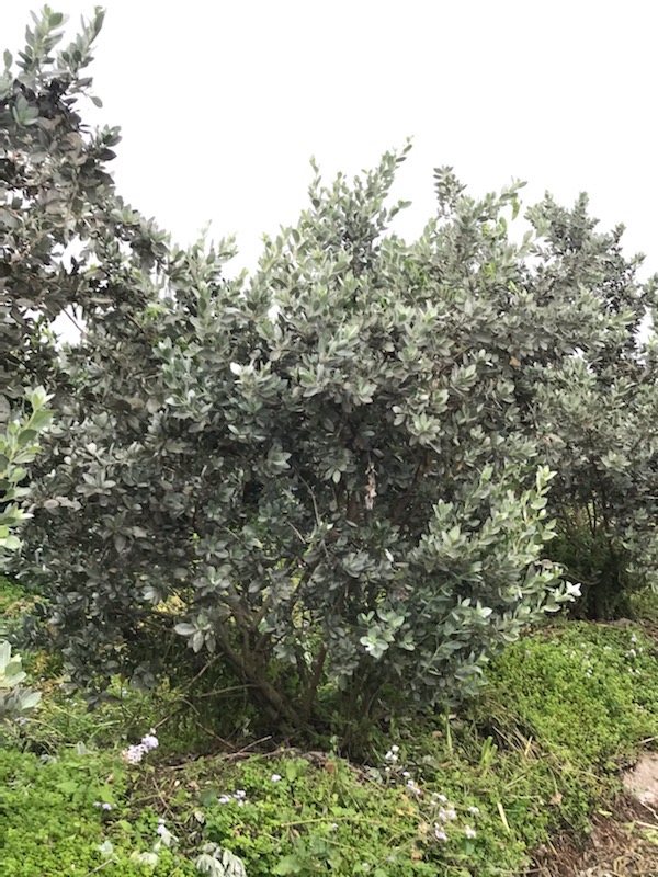 conocarpus-erectus-sericeus-silver-buttonwood