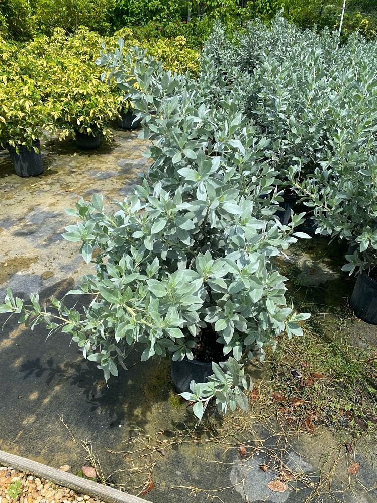 conocarpus-erectus-sericeus-silver-buttonwood