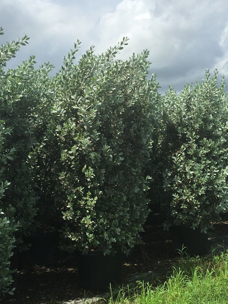 conocarpus-erectus-sericeus-silver-buttonwood