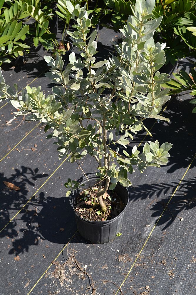 conocarpus-erectus-sericeus-silver-buttonwood