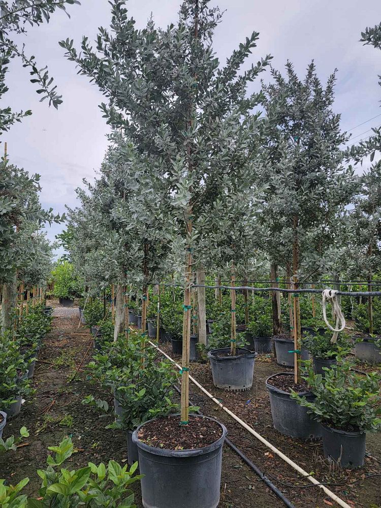 conocarpus-erectus-sericeus-silver-buttonwood