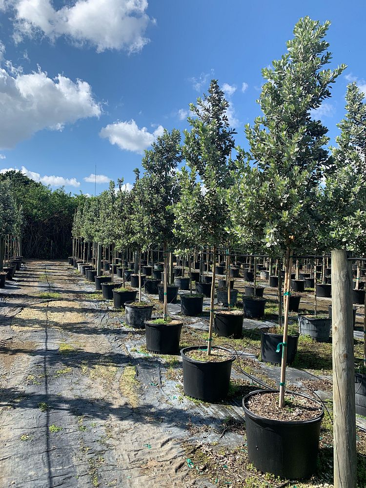 conocarpus-erectus-sericeus-silver-buttonwood