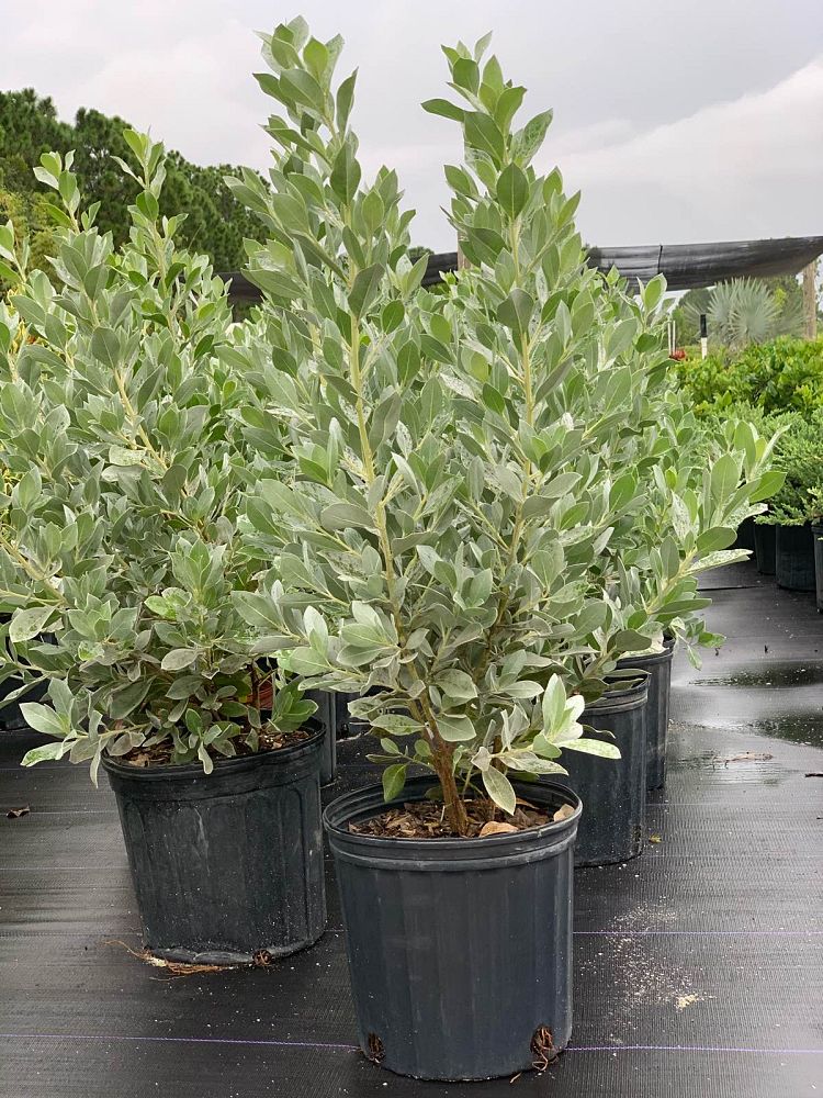 conocarpus-erectus-sericeus-silver-buttonwood