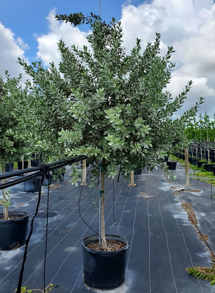 conocarpus-erectus-sericeus-silver-buttonwood