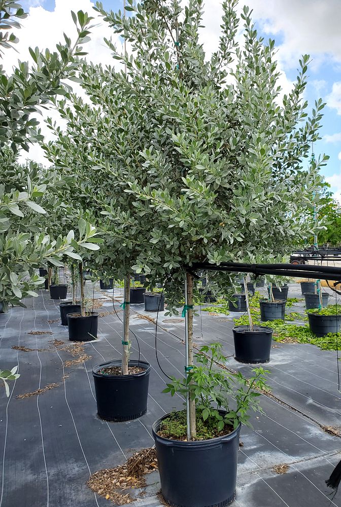 conocarpus-erectus-sericeus-silver-buttonwood