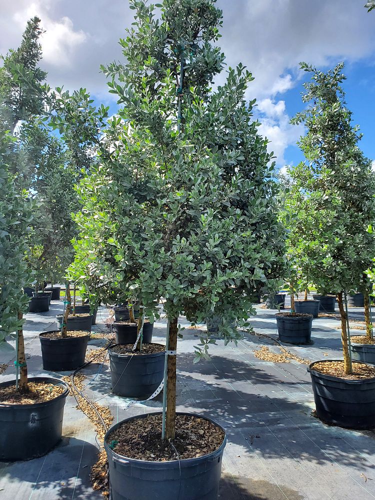 conocarpus-erectus-sericeus-silver-buttonwood