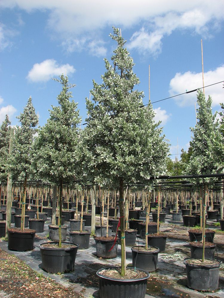 conocarpus-erectus-sericeus-silver-buttonwood