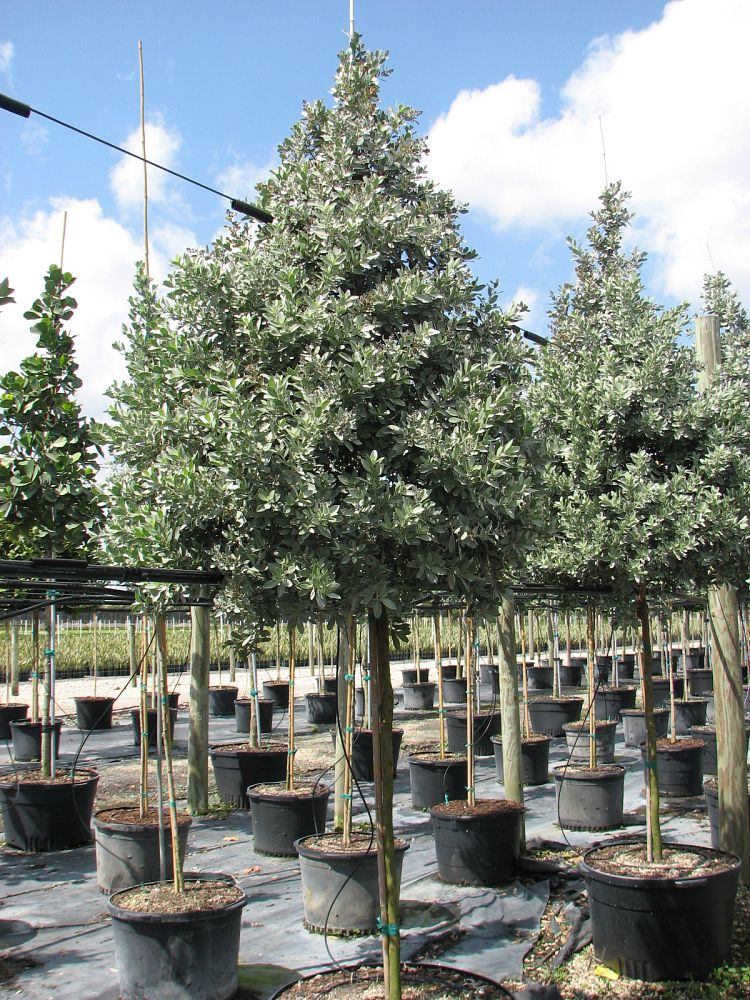 conocarpus-erectus-sericeus-silver-buttonwood