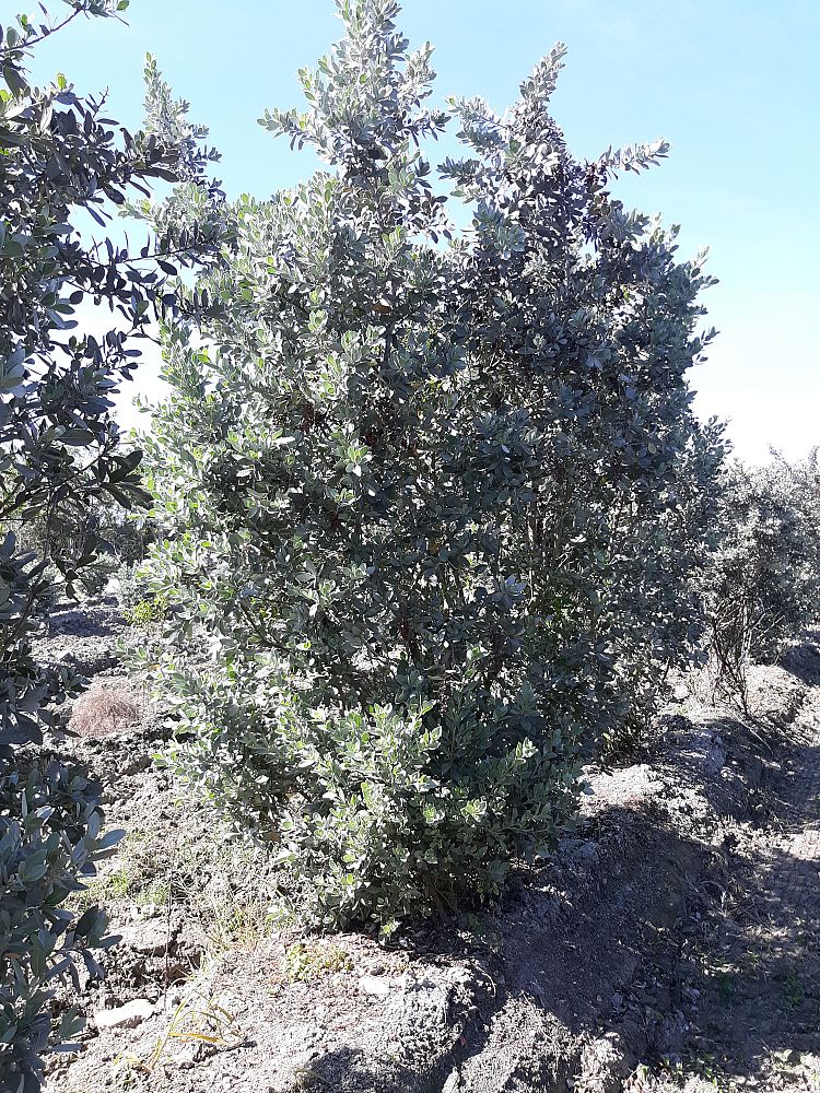 conocarpus-erectus-sericeus-silver-buttonwood