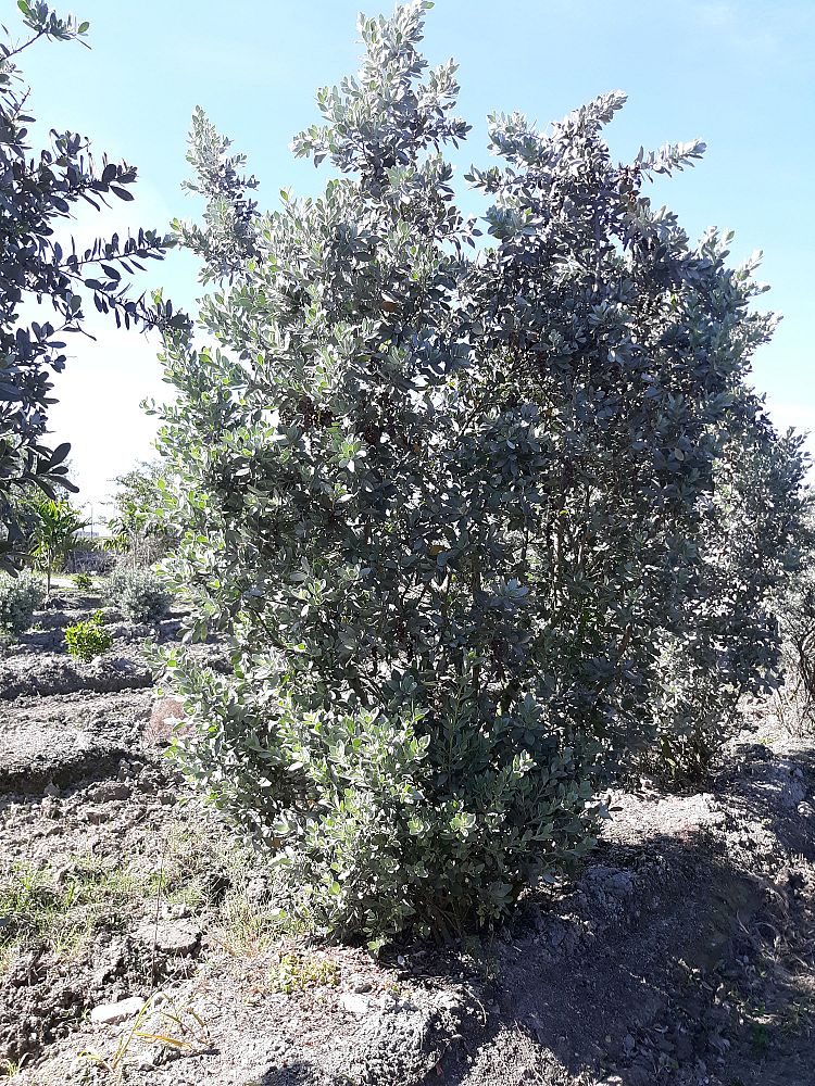 conocarpus-erectus-sericeus-silver-buttonwood