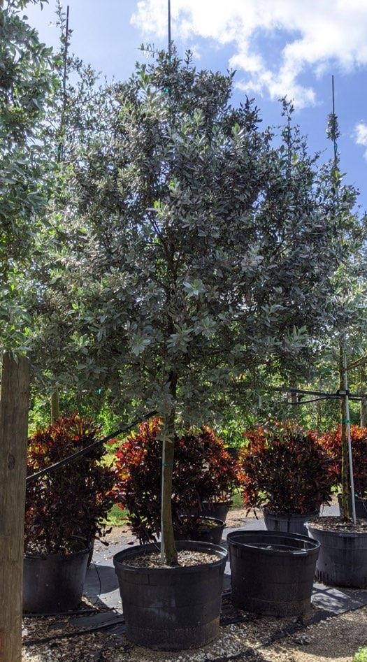 conocarpus-erectus-sericeus-silver-buttonwood