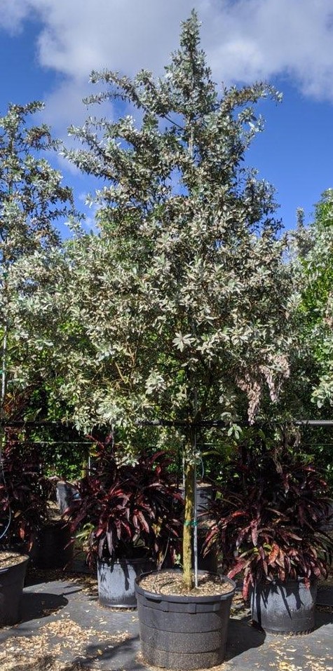 conocarpus-erectus-sericeus-silver-buttonwood