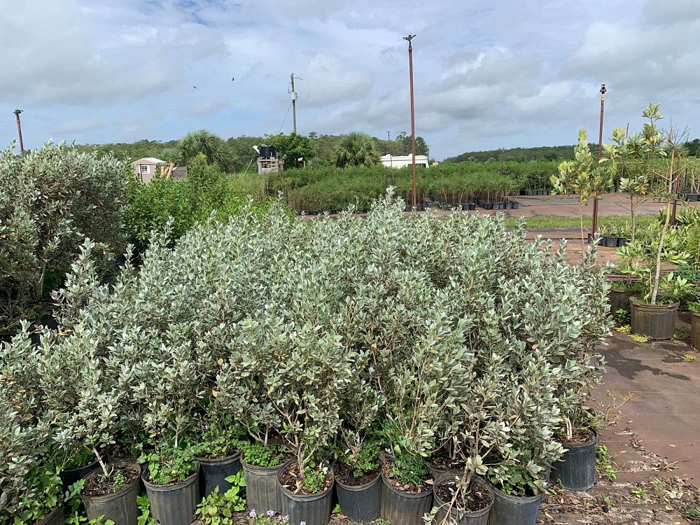 conocarpus-erectus-sericeus-silver-buttonwood