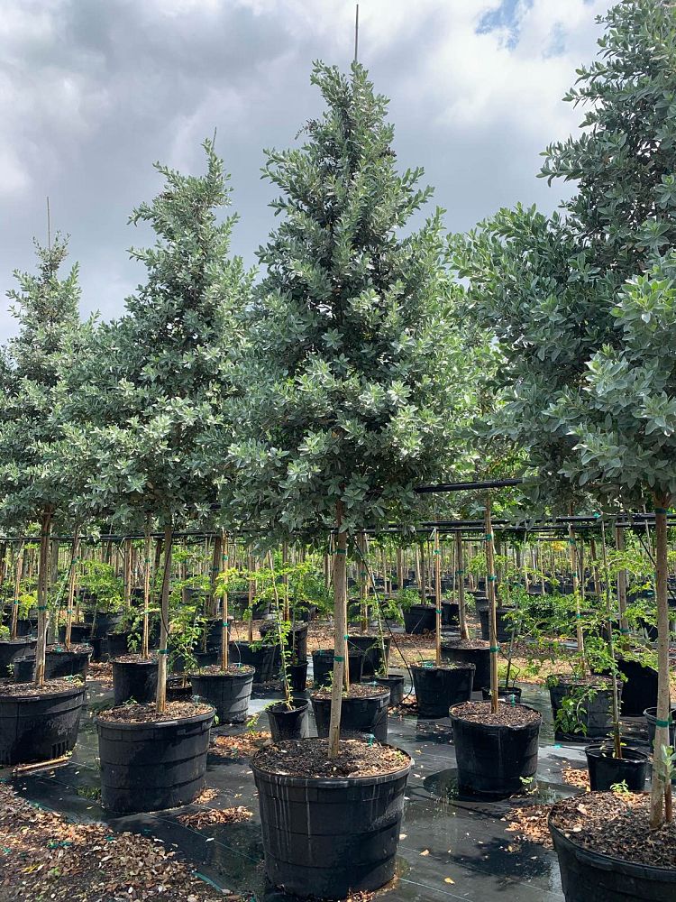 conocarpus-erectus-sericeus-silver-buttonwood