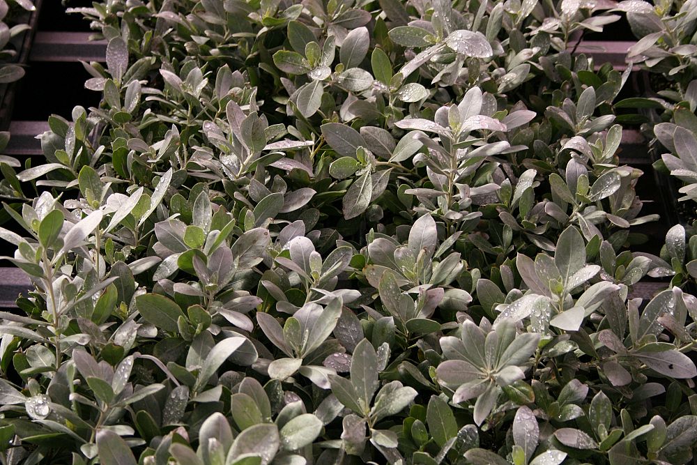 conocarpus-erectus-sericeus-silver-buttonwood
