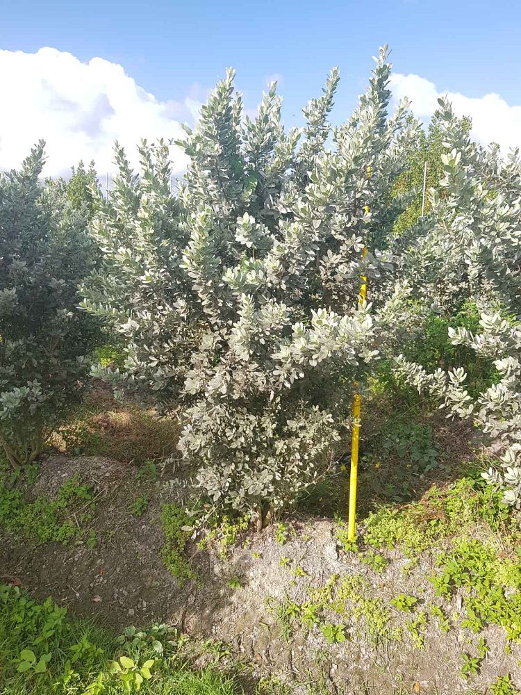 conocarpus-erectus-sericeus-silver-buttonwood