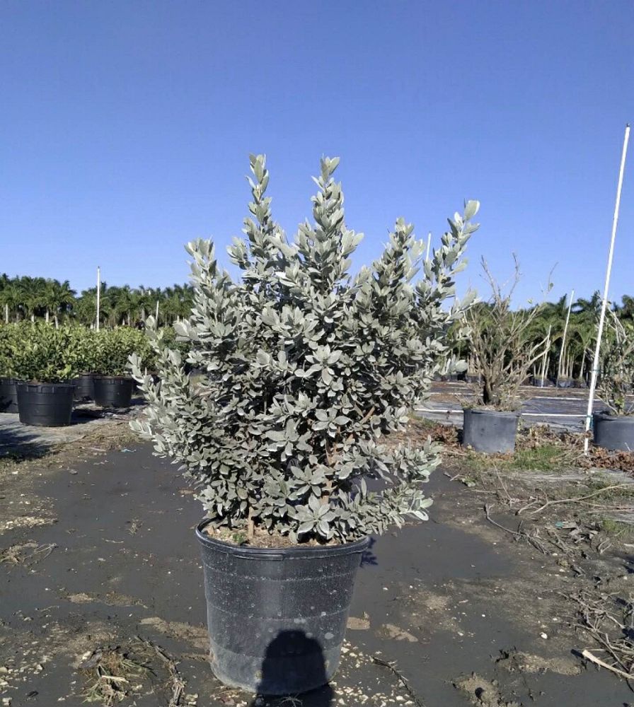 conocarpus-erectus-sericeus-silver-buttonwood