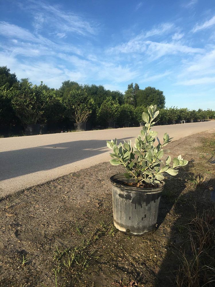 conocarpus-erectus-sericeus-silver-buttonwood