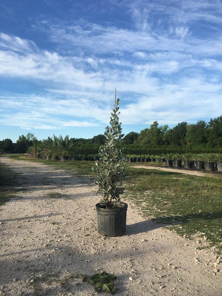 conocarpus-erectus-sericeus-silver-buttonwood