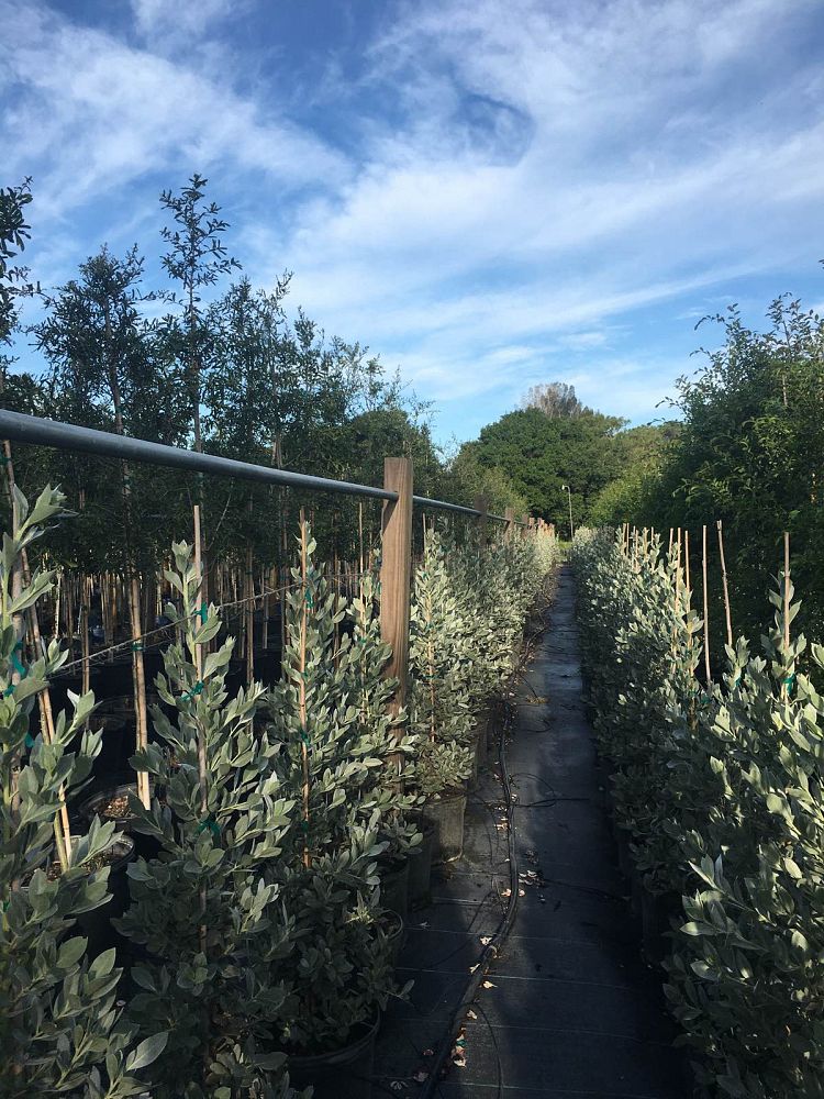 conocarpus-erectus-sericeus-silver-buttonwood