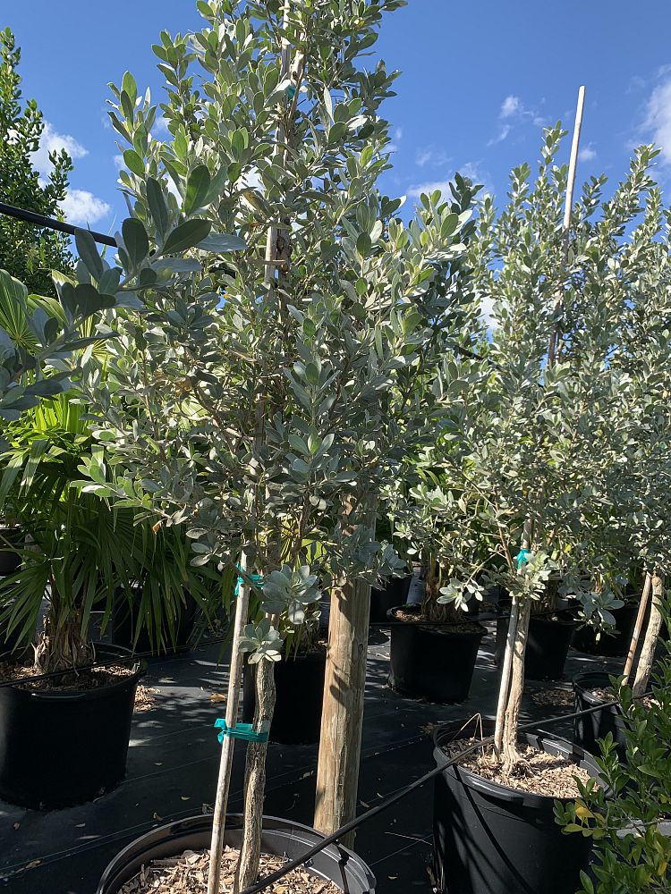 conocarpus-erectus-sericeus-silver-buttonwood