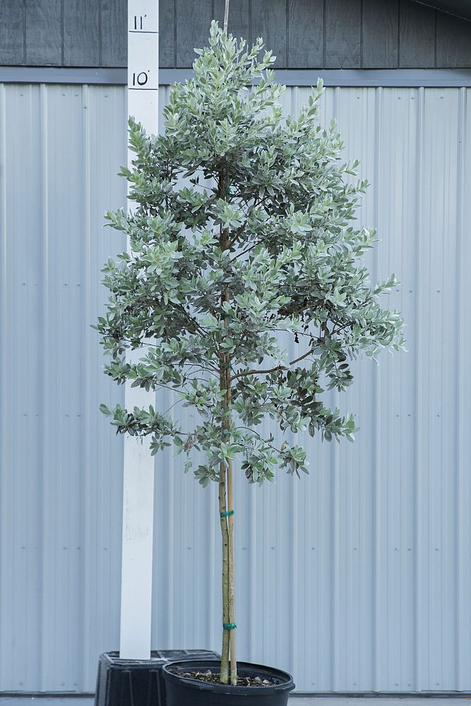 conocarpus-erectus-sericeus-silver-buttonwood