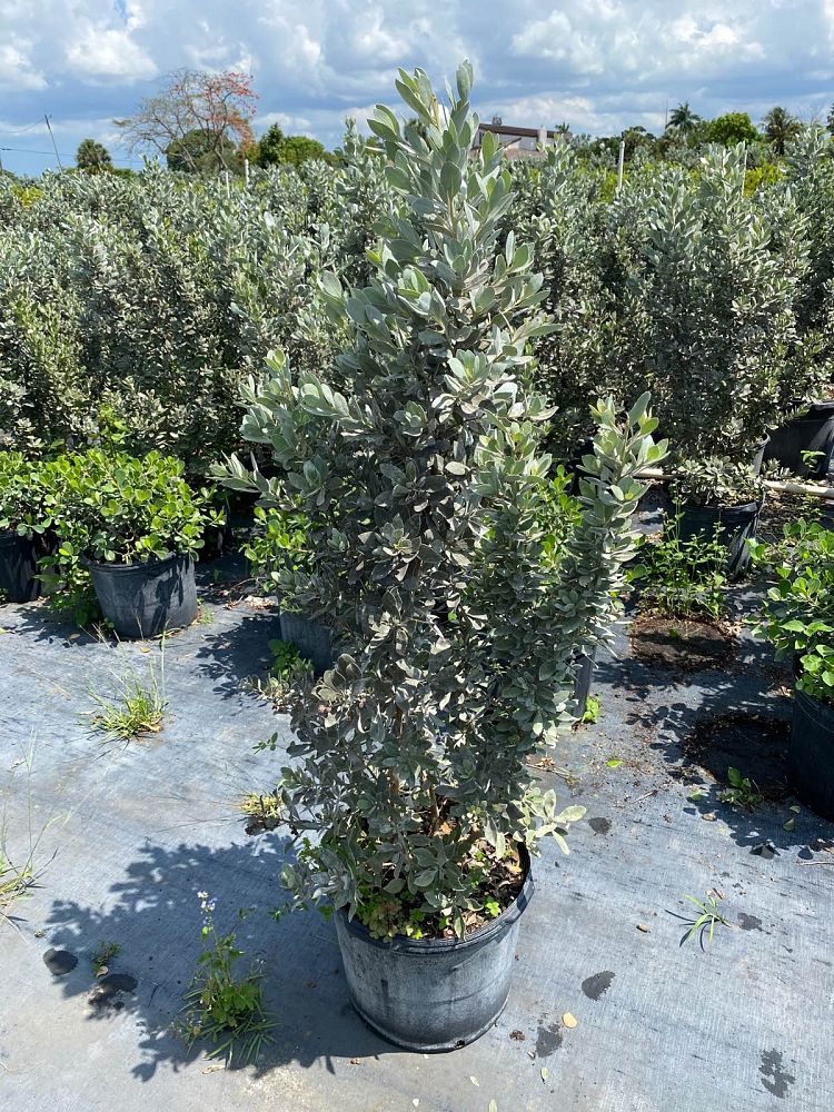conocarpus-erectus-sericeus-silver-buttonwood
