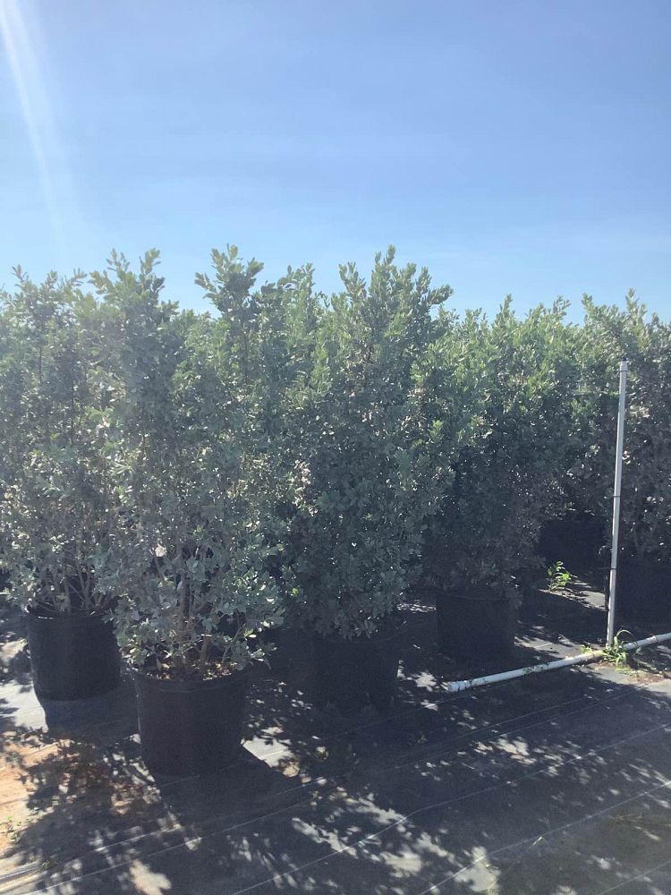 conocarpus-erectus-sericeus-silver-buttonwood